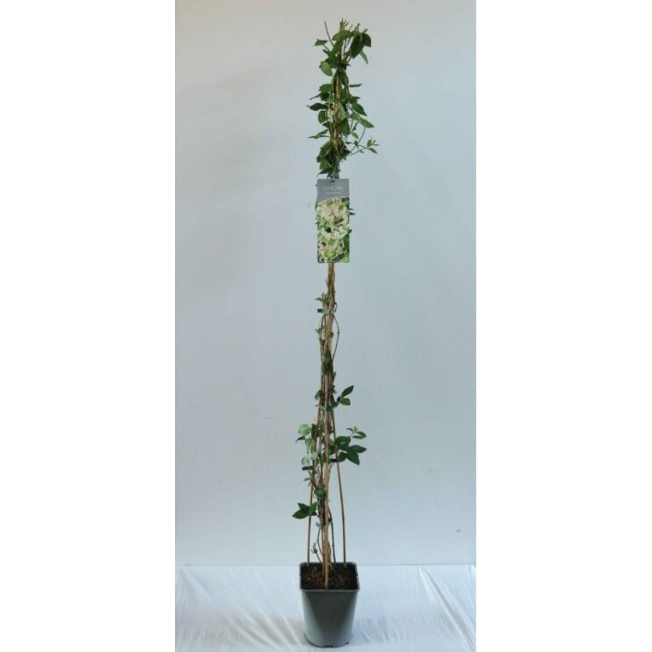 Kaprifol – Lonicera periclymenum - C5 125-175 CM Stick